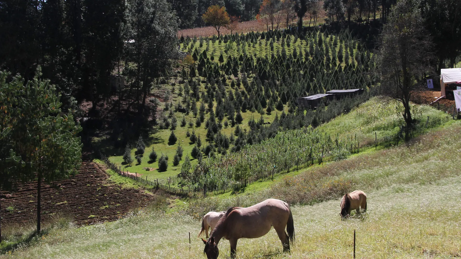 Rancho Silvícola | Hojas Anchas